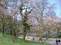 Fruehling in Baden Baden (5) 